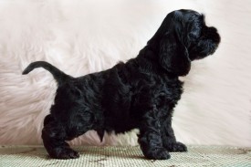 Гай стоит.jpg (355.98 КБ, Просмотров: 1432) Гай стоит.jpg