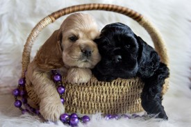 Гай и Ник.jpg (434.05 КБ, Просмотров: 1432) Гай и Ник.jpg