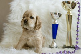 Ник1.jpg (332.02 КБ, Просмотров: 1430) Ник1.jpg