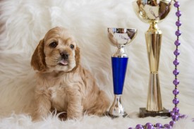 Ник2.jpg (333.13 КБ, Просмотров: 1430) Ник2.jpg