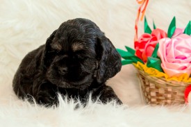 Фифа.jpg (389.08 КБ, Просмотров: 1430) Фифа.jpg