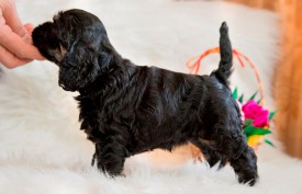 Фифа2.jpg (351.98 КБ, Просмотров: 1430) Фифа2.jpg