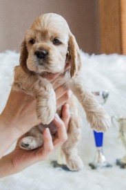 Лиля.jpg (384.04 КБ, Просмотров: 1430) Лиля.jpg