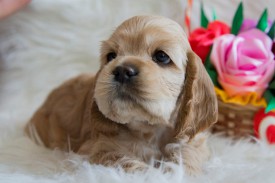 Лиля1.jpg (366.64 КБ, Просмотров: 1430) Лиля1.jpg