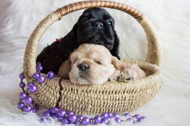 Лиля и Ляля.jpg (422.42 КБ, Просмотров: 1430) Лиля и Ляля.jpg