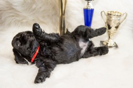 Ляля лежит.jpg (328.86 КБ, Просмотров: 1430) Ляля лежит.jpg