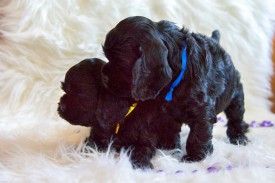 Мышка и Синичка.jpg (422.54 КБ, Просмотров: 1430) Мышка и Синичка.jpg