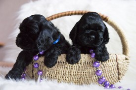 Фанта и Мишель.jpg (431.25 КБ, Просмотров: 1430) Фанта и Мишель.jpg