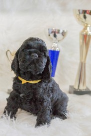 Мишель1.jpg (371.73 КБ, Просмотров: 1430) Мишель1.jpg