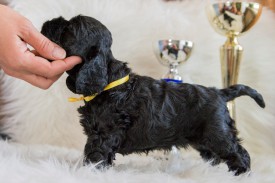 Мишель.jpg (408.59 КБ, Просмотров: 1430) Мишель.jpg