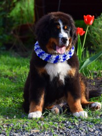 DSC_0196.jpg (255.4 КБ, Просмотров: 1955) DSC_0196.jpg