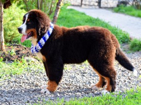 DSC_0227.jpg (300.7 КБ, Просмотров: 2240) DSC_0227.jpg