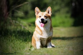 mycorgy.jpg (262.05 КБ, Просмотров: 26663) mycorgy.jpg