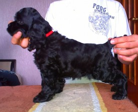 Ляля стойка.jpg (150.55 КБ, Просмотров: 1421) Ляля стойка.jpg