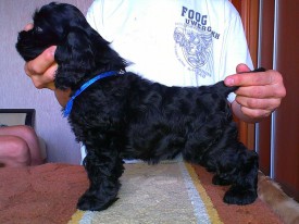 Соня стойка.jpg (211.66 КБ, Просмотров: 1423) Соня стойка.jpg