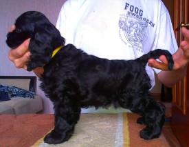 Мишель стойка.jpg (175.59 КБ, Просмотров: 1421) Мишель стойка.jpg