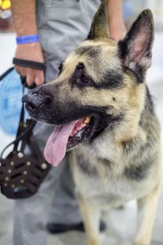 WDS_2016.jpg (79.86 КБ, Просмотров: 1523) WDS_2016.jpg