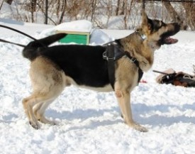 13_03_15_Барнаул.jpg (34.59 КБ, Просмотров: 1523) 13_03_15_Барнаул.jpg