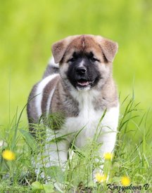 0db917951751964f7394b569a4cc1e97.jpg (173.92 КБ, Просмотров: 26850) 0db917951751964f7394b569a4cc1e97.jpg