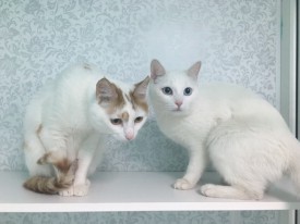 xlcQPhDNeac.jpg (100.19 КБ, Просмотров: 3588) xlcQPhDNeac.jpg