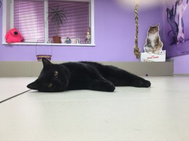 sMUiiuEplnA.jpg (97.24 КБ, Просмотров: 3587) sMUiiuEplnA.jpg