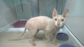 pzQ3USc-3uA.jpg (24.5 КБ, Просмотров: 3585) pzQ3USc-3uA.jpg