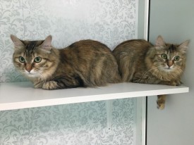 Nb-ugH-wLoQ.jpg (134.2 КБ, Просмотров: 3731) Nb-ugH-wLoQ.jpg