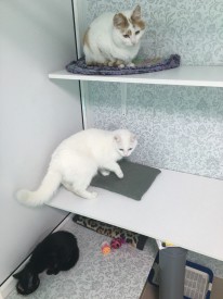 gbCMO06rCbg.jpg (124.65 КБ, Просмотров: 3466) gbCMO06rCbg.jpg