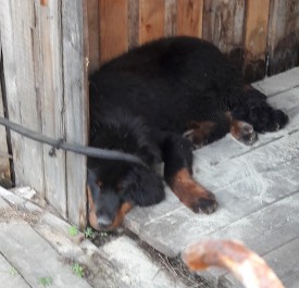 ТИБЕТ.jpg (323.05 КБ, Просмотров: 1543) ТИБЕТ.jpg