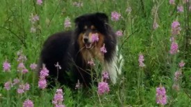 tempjpg~2.jpg (49.7 КБ, Просмотров: 1743) tempjpg~2.jpg