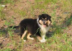 received_909217849189224.jpeg (393.42 КБ, Просмотров: 1844) received_909217849189224.jpeg