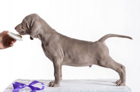 13335719_1016345375081351_2358728724540385195_n.jpg (45.63 КБ, Просмотров: 1741) 13335719_1016345375081351_2358728724540385195_n.jpg