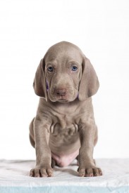 13403380_1016345275081361_322221057186679885_o.jpg (46.04 КБ, Просмотров: 1663) 13403380_1016345275081361_322221057186679885_o.jpg