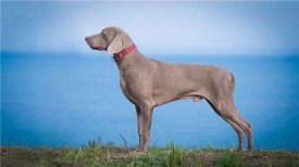 6ca34d87bb82.jpg (33.5 КБ, Просмотров: 1741) 6ca34d87bb82.jpg