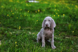 T31A0608.jpg (359.28 КБ, Просмотров: 1738) T31A0608.jpg