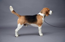 отец.jpg (52.01 КБ, Просмотров: 2415) отец.jpg