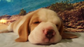 мальчик биколор.jpg (82.44 КБ, Просмотров: 2412) мальчик биколор.jpg