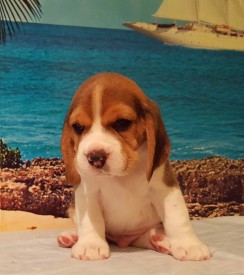 мальчик 1.jpg (154.33 КБ, Просмотров: 2409) мальчик 1.jpg