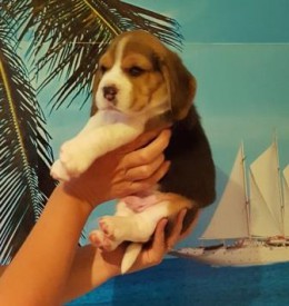 м3.jpg (28.66 КБ, Просмотров: 2409) м3.jpg