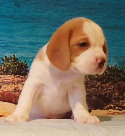 мб.jpg (25.23 КБ, Просмотров: 2408) мб.jpg