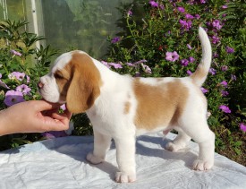 12.jpg (324.87 КБ, Просмотров: 2382) 12.jpg