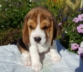 22.jpg (159.94 КБ, Просмотров: 2381) 22.jpg