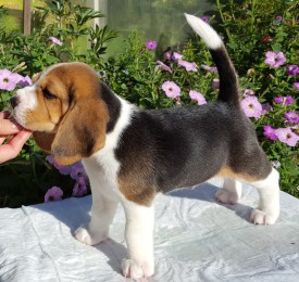 23.jpg (242.89 КБ, Просмотров: 2381) 23.jpg