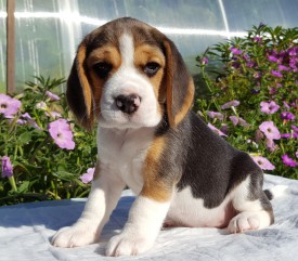 41.jpg (231.53 КБ, Просмотров: 2379) 41.jpg