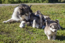 щенки Байкальский Ветер и Королева Алтая01.JPG (371.86 КБ, Просмотров: 1318) щенки Байкальский Ветер и Королева Алтая01.JPG