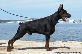 26715442.jpg (30.38 КБ, Просмотров: 1463) 26715442.jpg