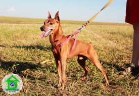 IMG_8770.jpg (237.75 КБ, Просмотров: 2248) IMG_8770.jpg