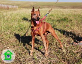 IMG_8750.jpg (249.62 КБ, Просмотров: 2248) IMG_8750.jpg