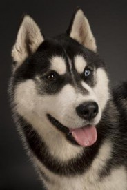 x_72d4cf89.jpg (21.71 КБ, Просмотров: 3473) x_72d4cf89.jpg