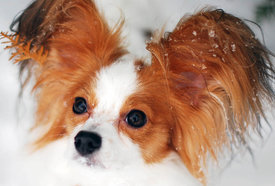 DSC_02291234.jpg (132.41 КБ, Просмотров: 4743) DSC_02291234.jpg